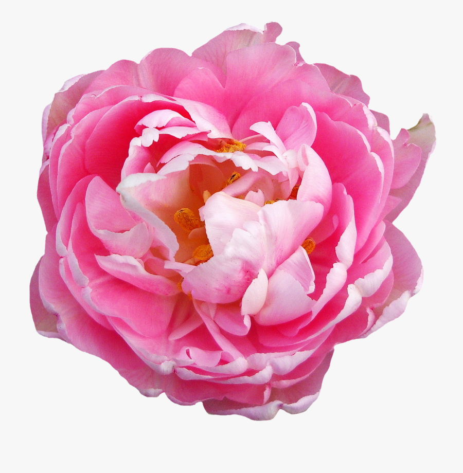 Clip Art Rose Flower Png Image - Transparent Pink Flowers Png, Transparent Clipart