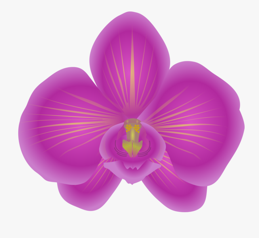 Dendrobium Orchids Flowering Plant Free Commercial - Clip Art Orchid Flower, Transparent Clipart