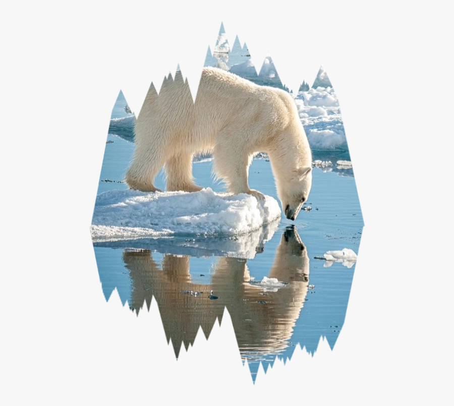 Ice Scpolarbears Polarbears Freetoedit - Polar Bear On Ice Looking At Skeleton Reflection, Transparent Clipart