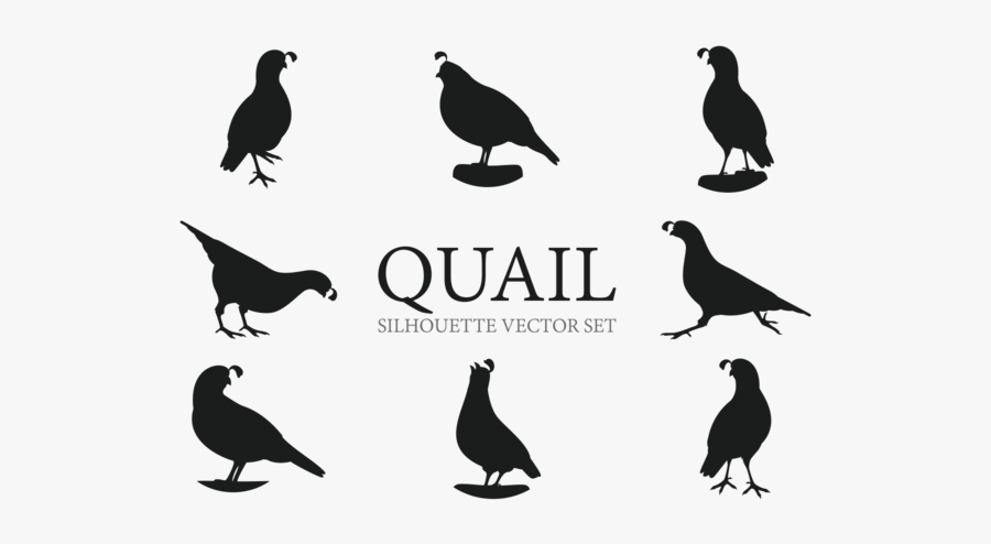 Quail Silhouette, Transparent Clipart