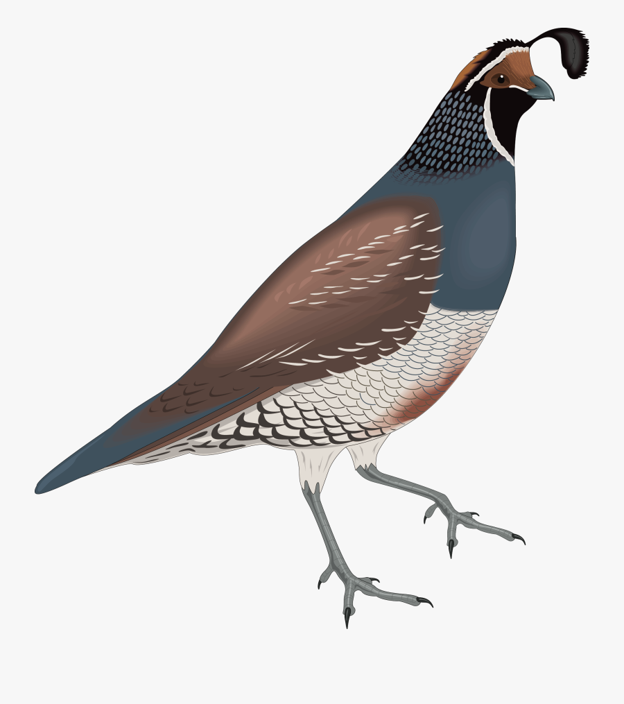 Bird 15 Free Vector - Quail Png, Transparent Clipart