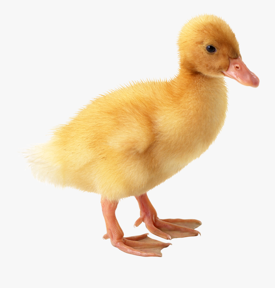 Yellow Duck Png, Transparent Clipart