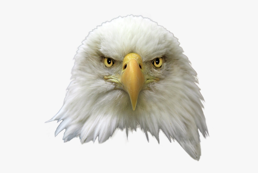 Clip Art Png For Free - Bald Eagle Head Png , Free Transparent Clipart