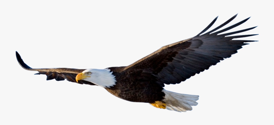 Eagle Flight Bird - Flying Eagle Png, Transparent Clipart
