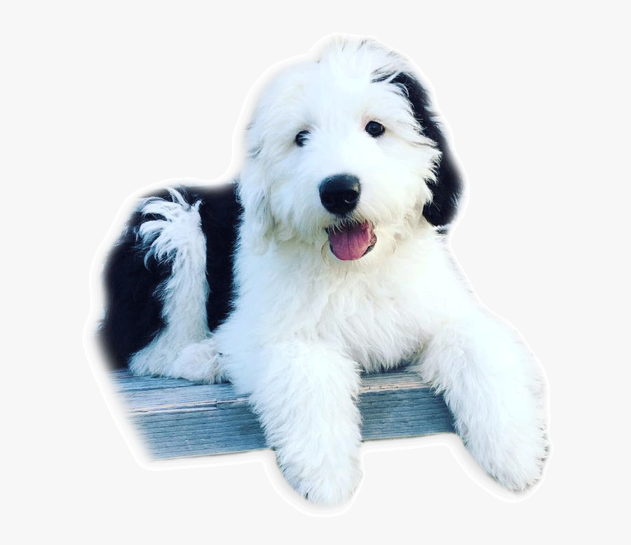 Goldendoodle Old English Sheepdog Polish Lowland Sheepdog - Dog Yawns, Transparent Clipart