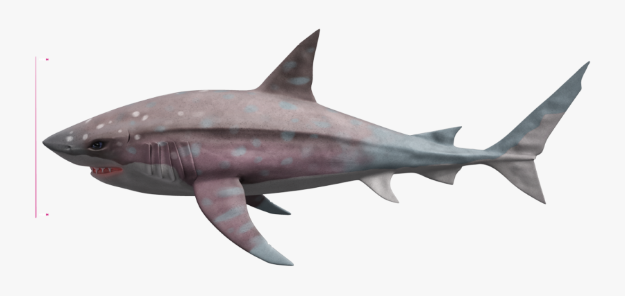 Megalodon Png Image - Deep Megalodon, Transparent Clipart