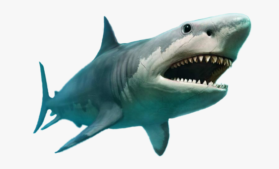 #megalodon 
@kfurnace
thomas,ok - 100 Kg Shark Bitten In Half, Transparent Clipart