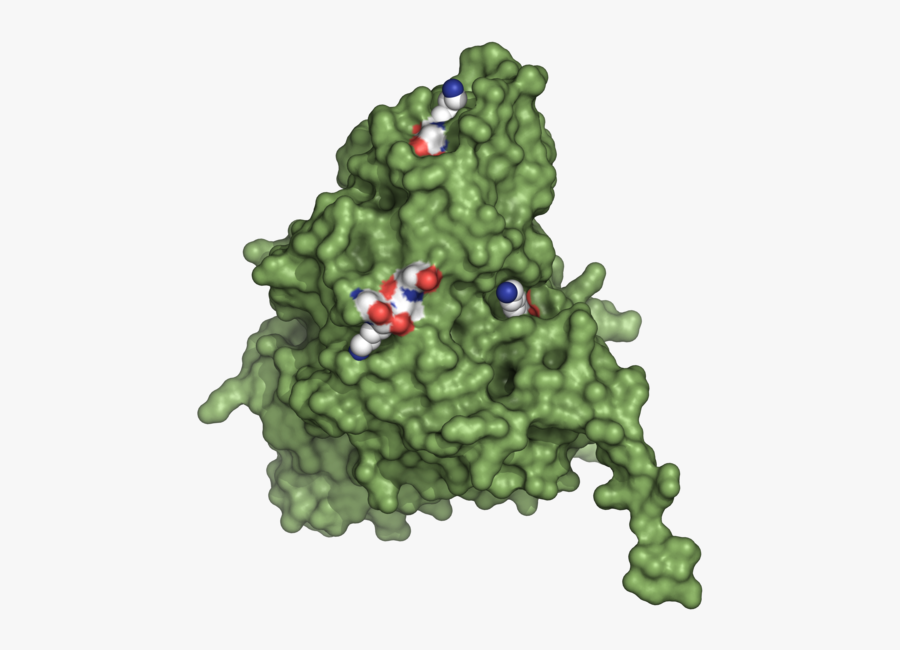 This Figure Shows A Surface Representation Of The Three-dimensional - Illustration, Transparent Clipart