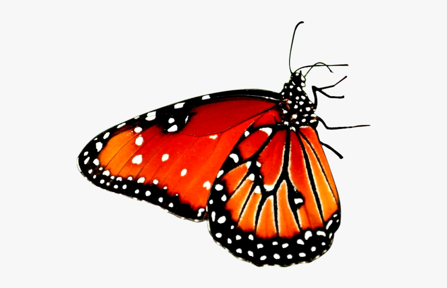 Beautiful Butterfly Desktop Wallpaper High-definition - Butterfly On Flower, Transparent Clipart