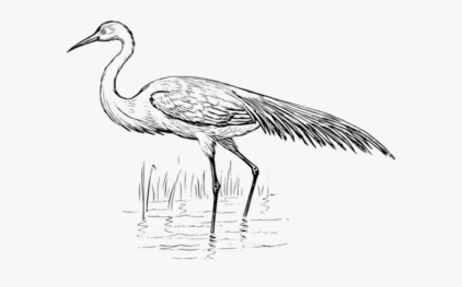 Egret Clipart Crane Bird - Egret Clipart, Transparent Clipart