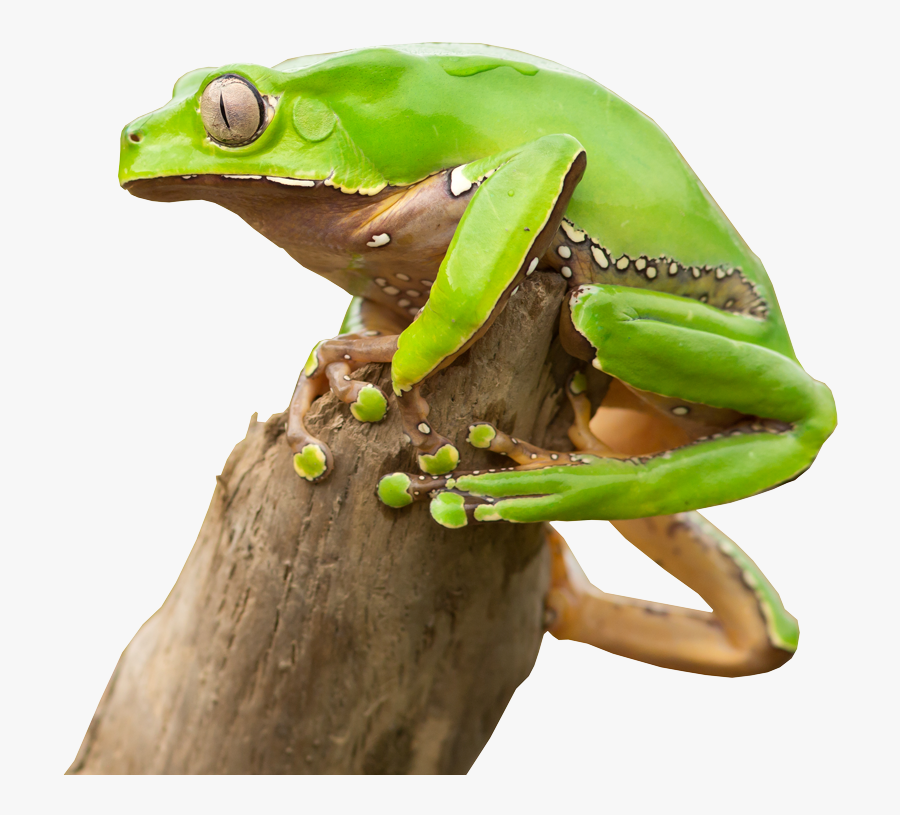 Transparent Tree Frog Png - Kambo Quotes, Transparent Clipart