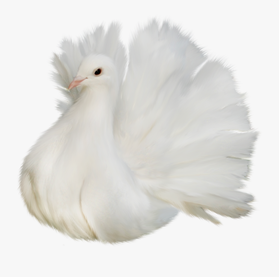 White Beautiful Delicate Dove Png Clipart Picture - Beautiful Hd Dove, Transparent Clipart