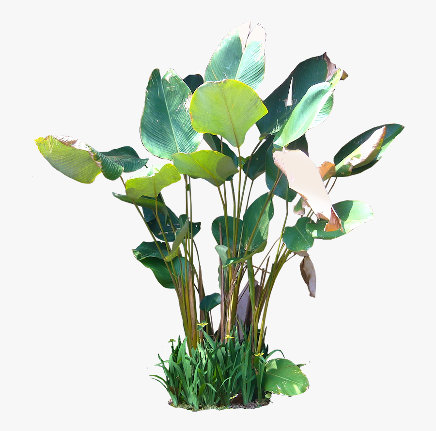 Cuban Cigar Plant Calathea Lutea, Transparent Clipart