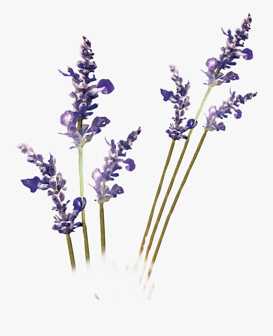 Transparent Lavender Sprig - Frequent special offers and discounts up