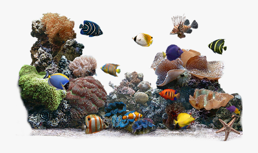 Freetoedit Underwaterscene Fish Coral Water, Transparent Clipart