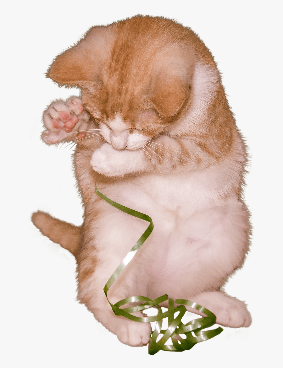 Cat Kitten Playing With Ribbon - Kitten, Transparent Clipart