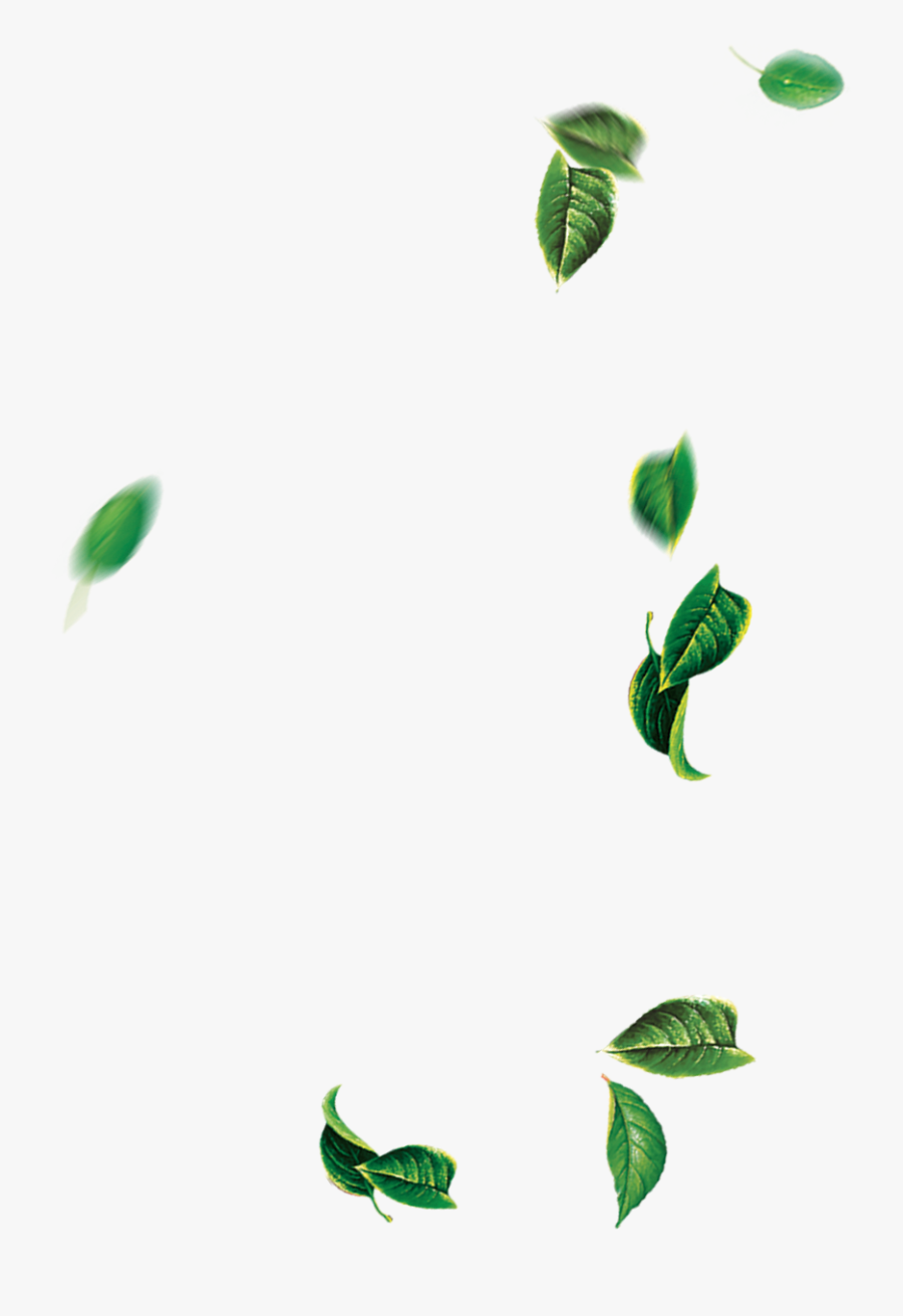 Leaf Green Tree - Falling Tree Leaves Png, Transparent Clipart