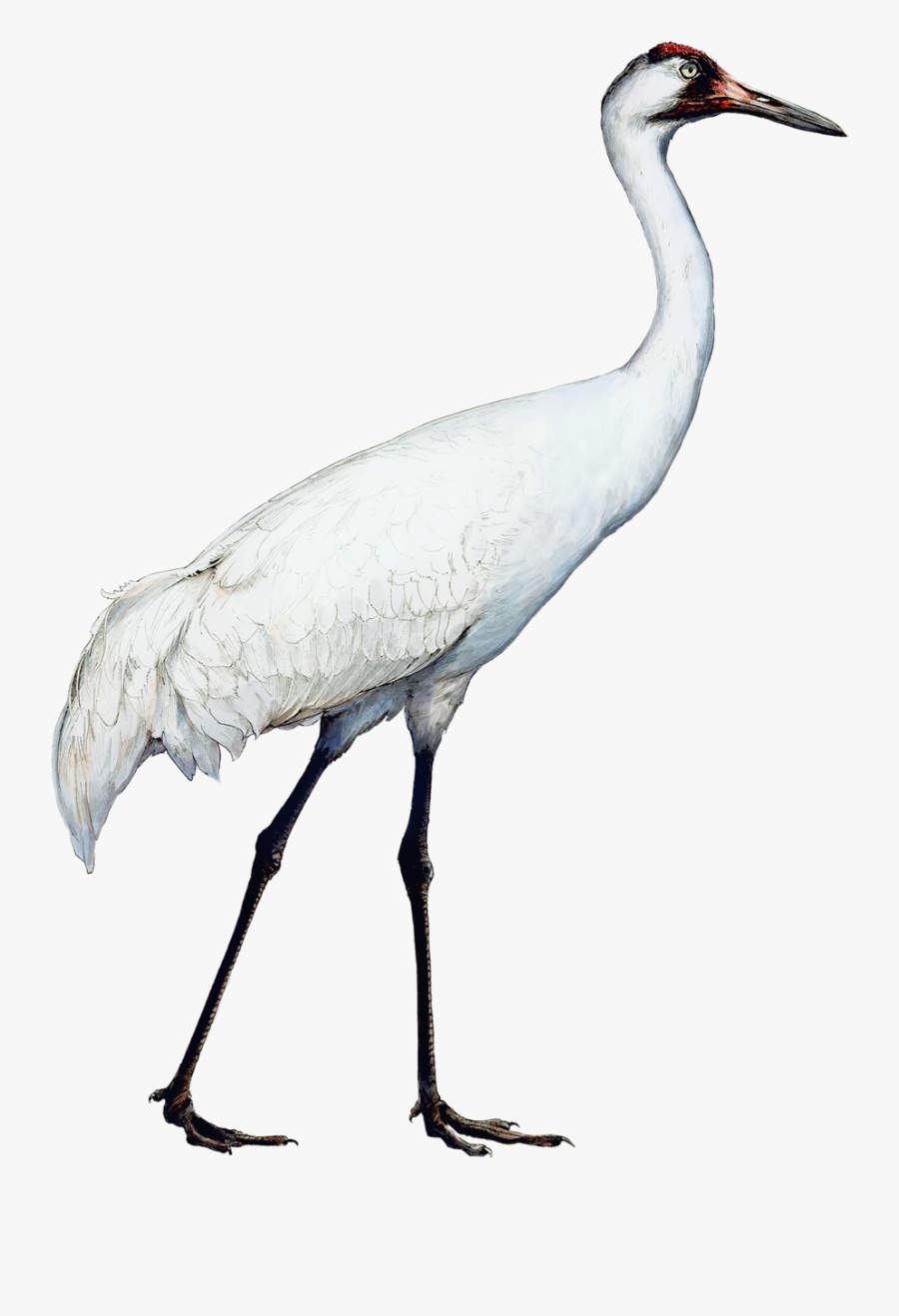 Whoopingcranesmalller - Sandhill Crane , Free Transparent Clipart ...