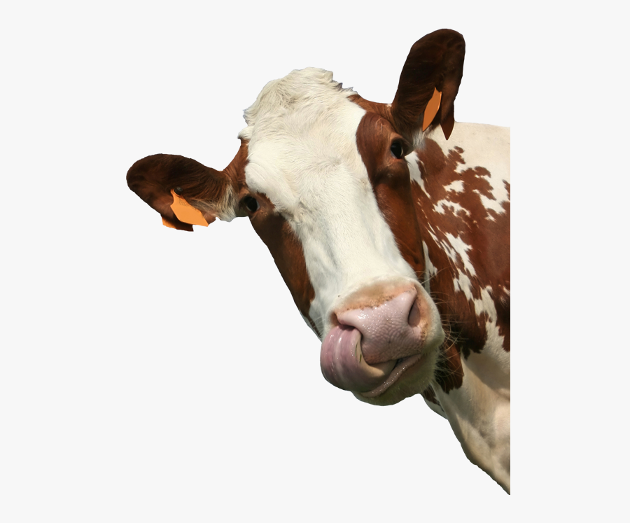 #cow - Introduction To Animal Science Global Biological Social, Transparent Clipart
