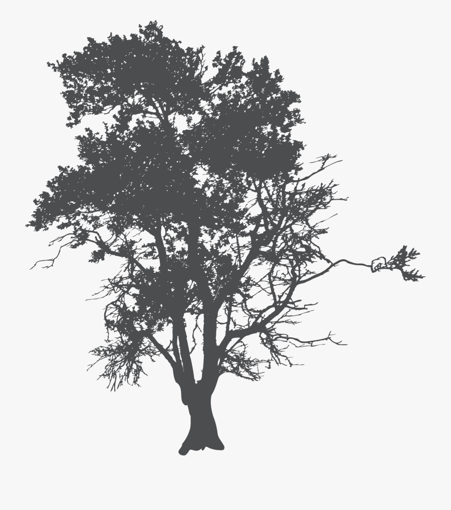 Tree Silhouette Poster - Grunge Tree, Transparent Clipart