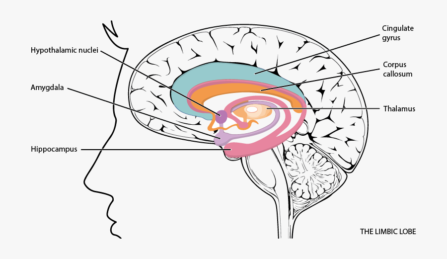 Psychology Clipart Hippocampus Brain - Labeled Limbic System Diagram, Transparent Clipart