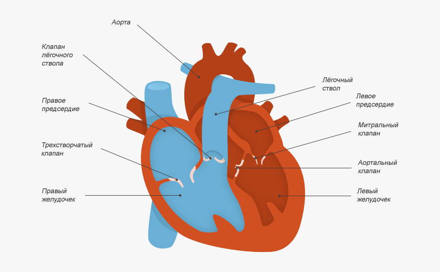 Рисунок сердца человека с подписями. Строение клапанов сердца. Строение сердца с клапанами схема.