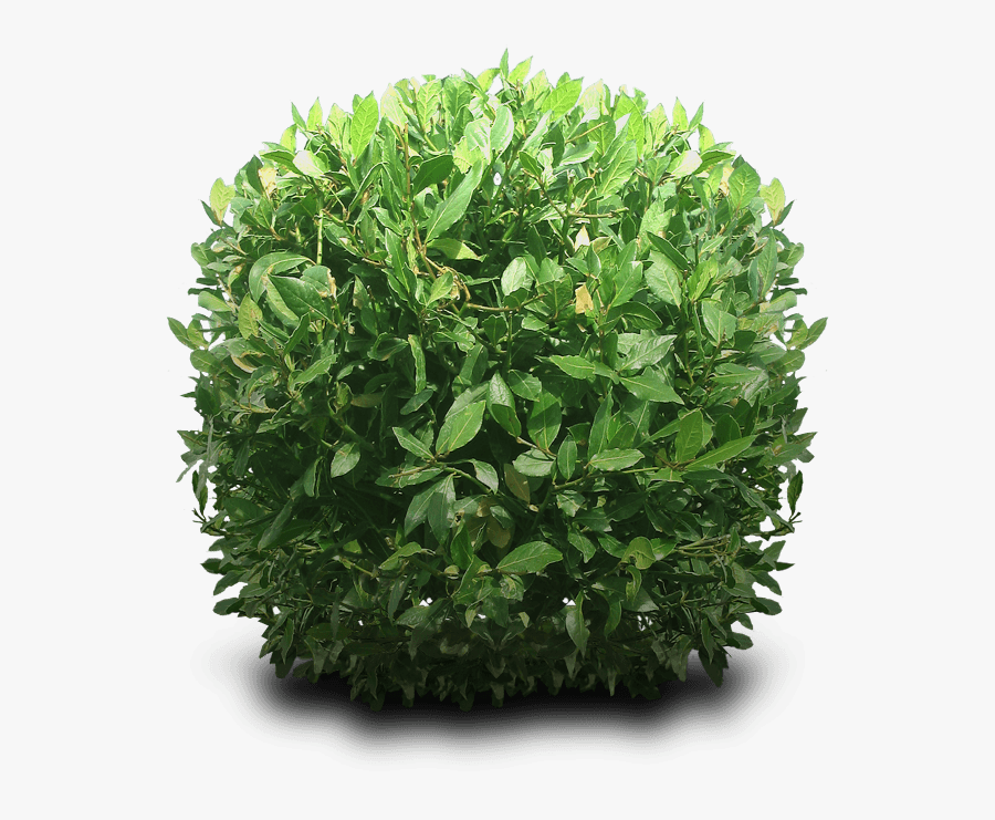 Bush Round - Bush Transparent Background, Transparent Clipart