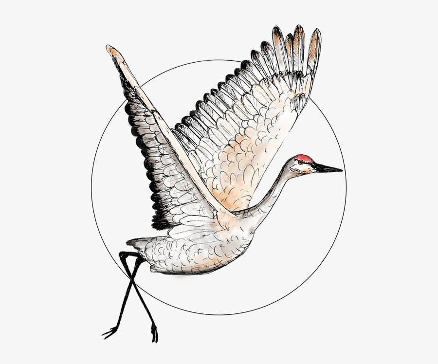 Picture - Crane Bird Drawing, Transparent Clipart