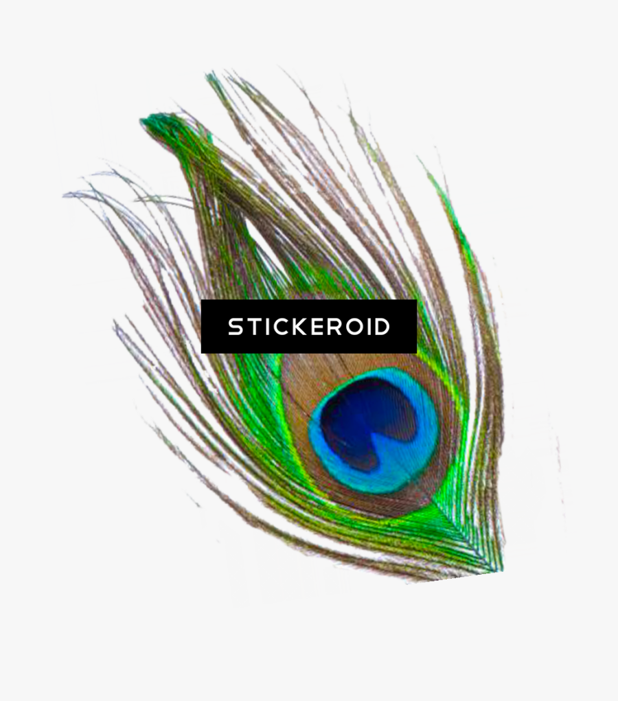 Transparent Peacock Wedding Clipart - Single Peacock Feathers Png, Transparent Clipart