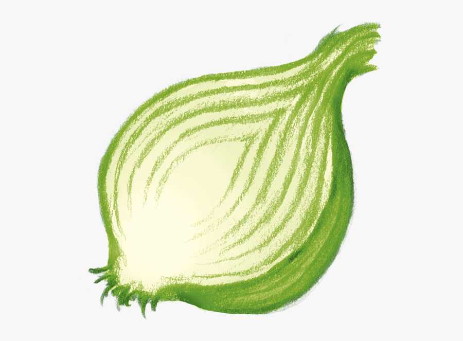Onion - Illustration, Transparent Clipart