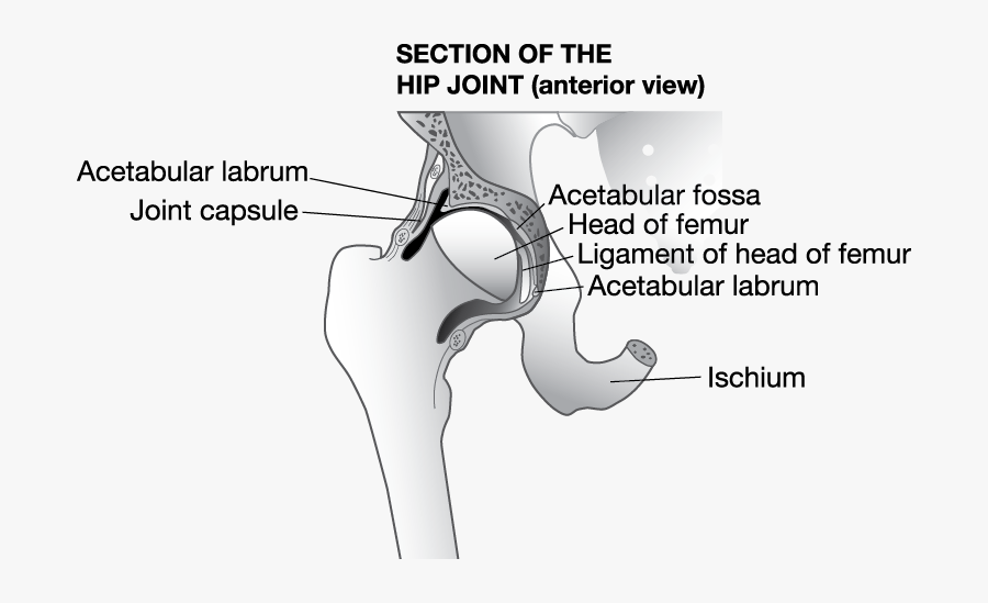 Jbt Hipjoint Web - Hip Joint Capsule Bursa , Free Transparent Clipart ...