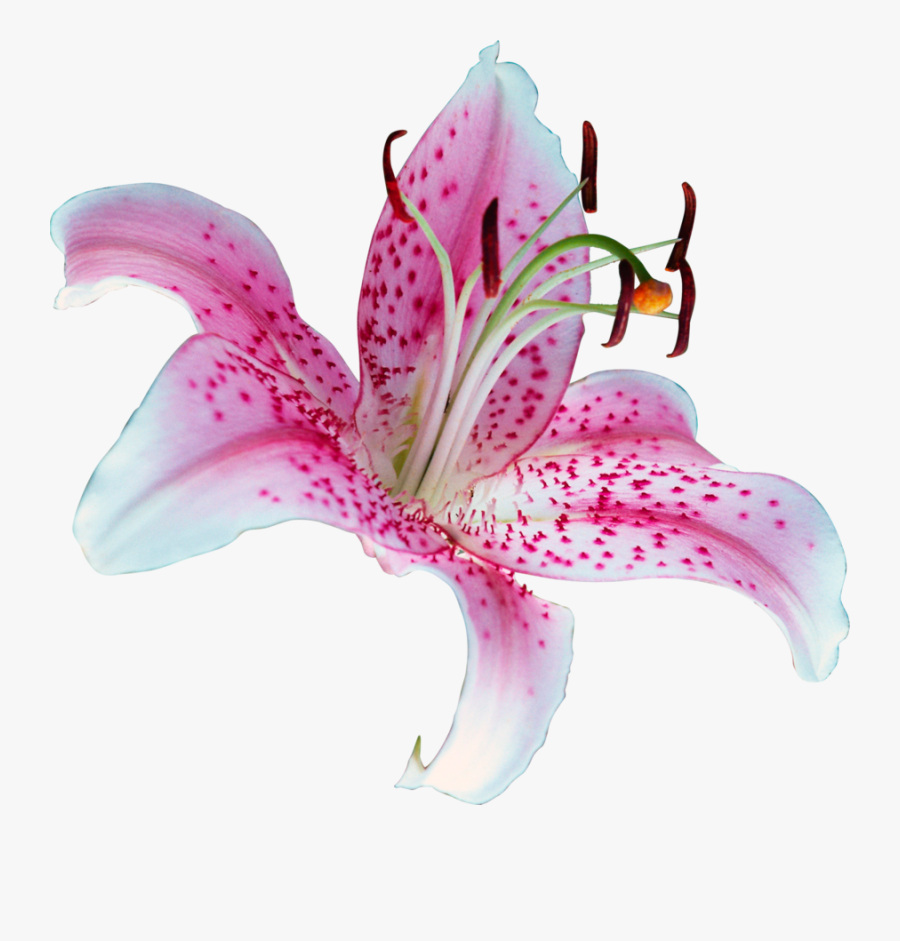 Lilium Stargazer Tiger Lily Clip Art - Lily Flower Png, Transparent Clipart
