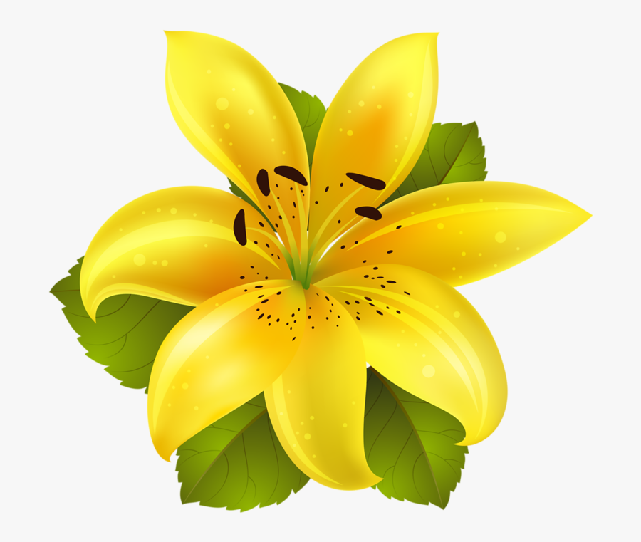 Yellow Lily Flower Clipart , Free Transparent Clipart - ClipartKey