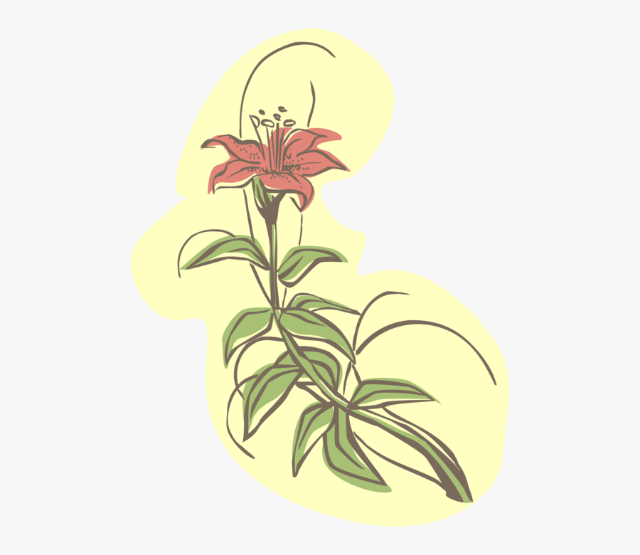 Vector Illustration Of Garden Lily Flower In Bloom - Stargazer Lily, Transparent Clipart