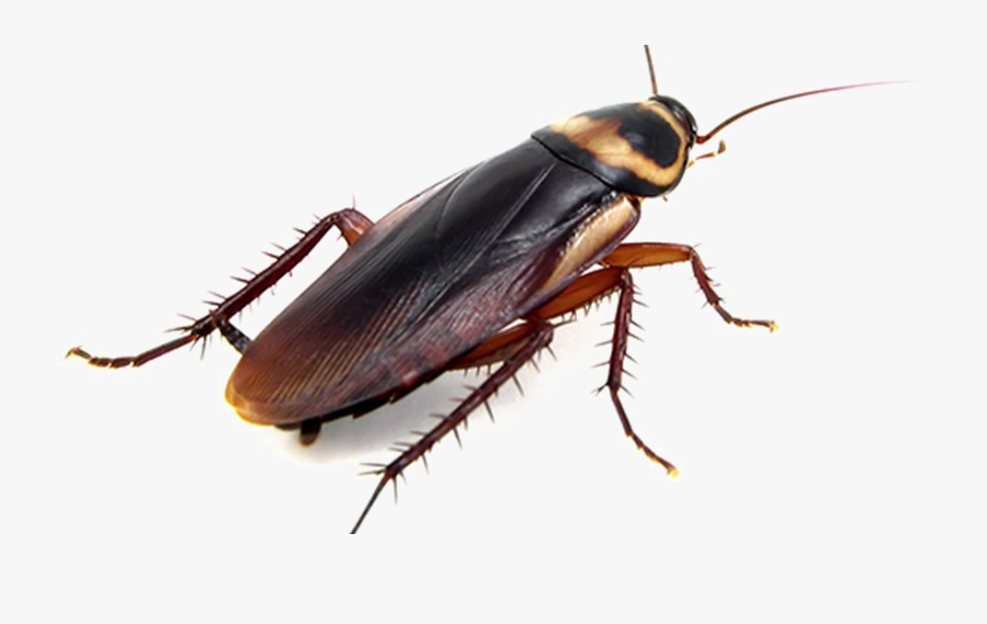 Cockroach Png Transparent Photo - Cockroach Utah, Transparent Clipart