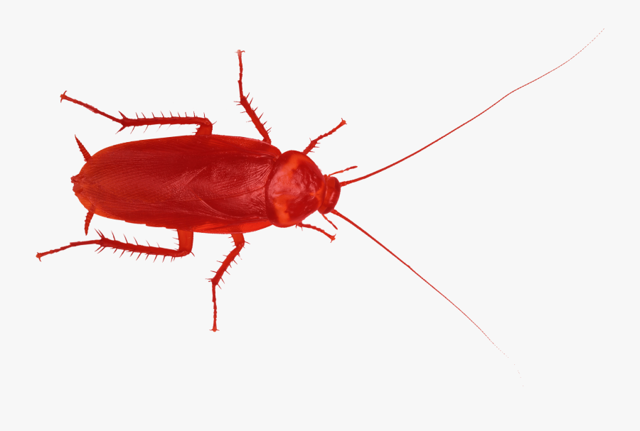 Red Cockroache Red Cockroache Clipart , Png Download - Red Cockroach, Transparent Clipart
