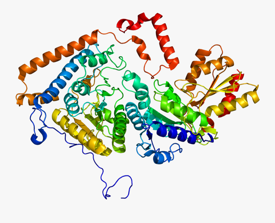 Protein Bckdha Pdb 1dtw - Bckdha Bckdhb And Dbt Genes, Transparent Clipart