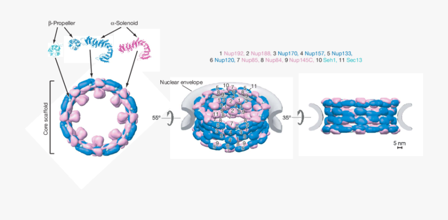 The Core Scaffold As A Membrane Coating Complex - Nuclear Pore Complex Structure Propellor, Transparent Clipart