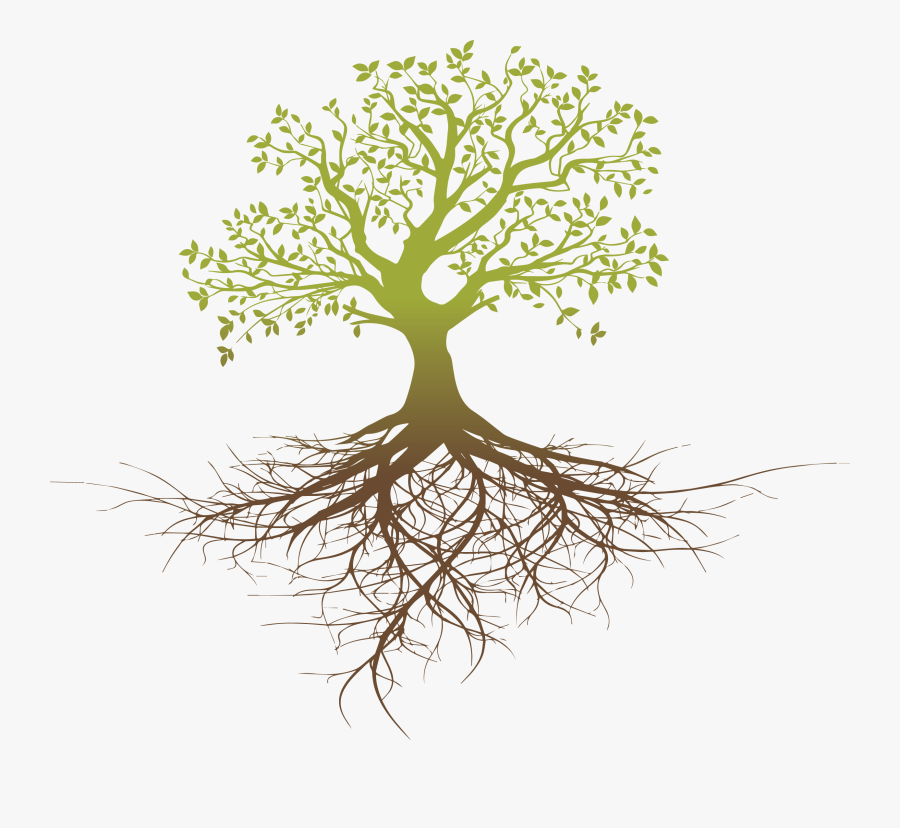 Root System Tree Oak, Transparent Clipart