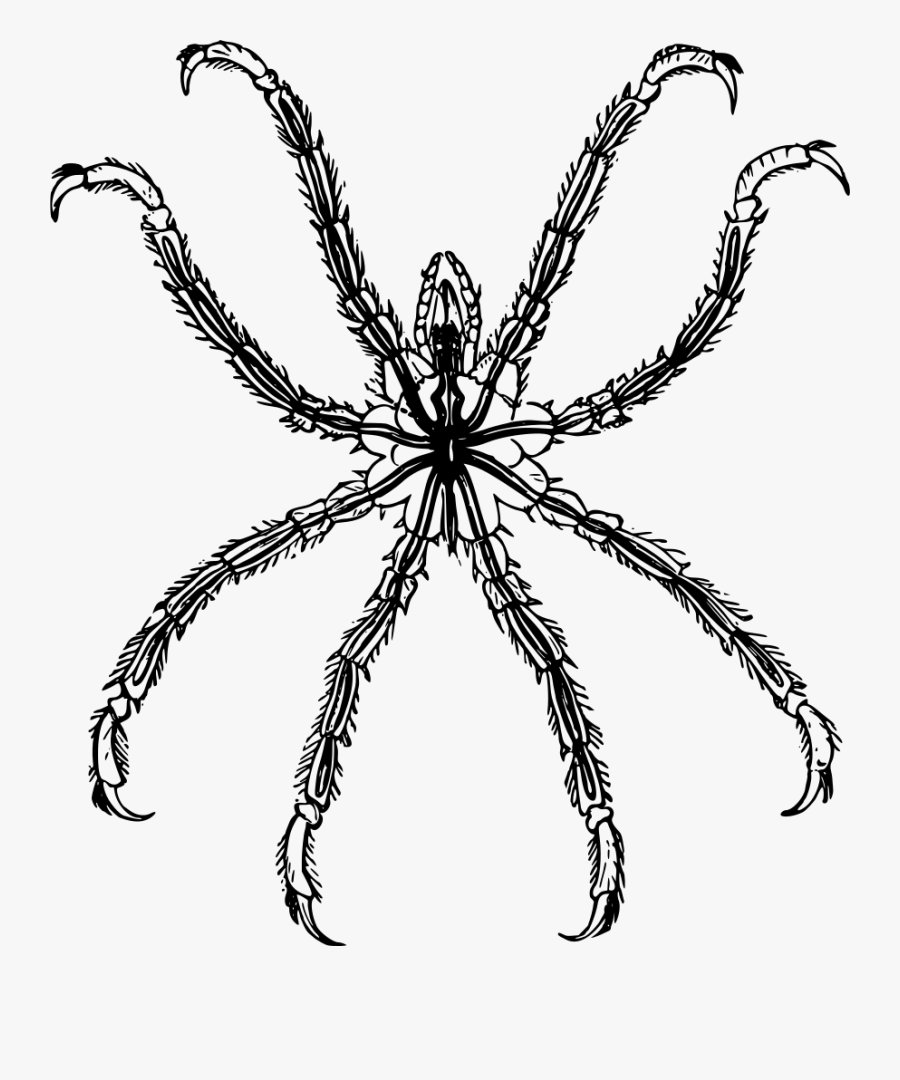 Ammothea Pycnogonida - Pycnogonida Png, Transparent Clipart