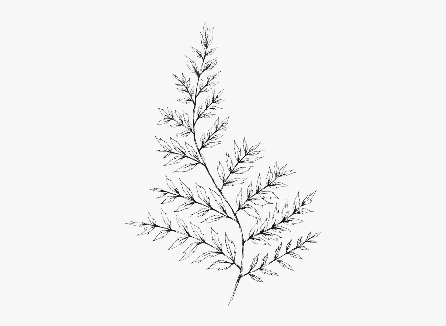 Twig And Briar Floral Fern - Line Art, Transparent Clipart