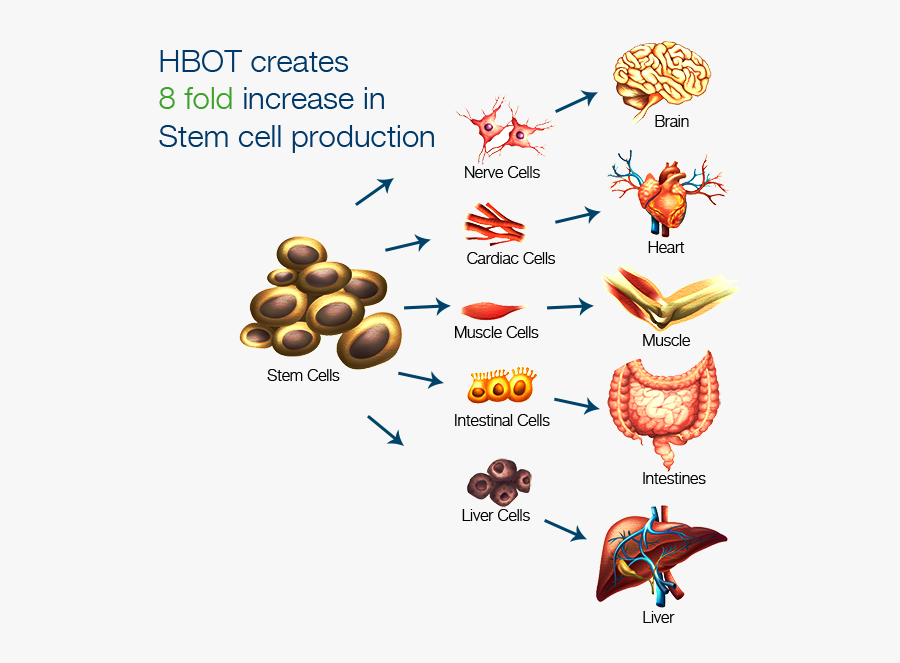 Types Of Stem Cell, Transparent Clipart