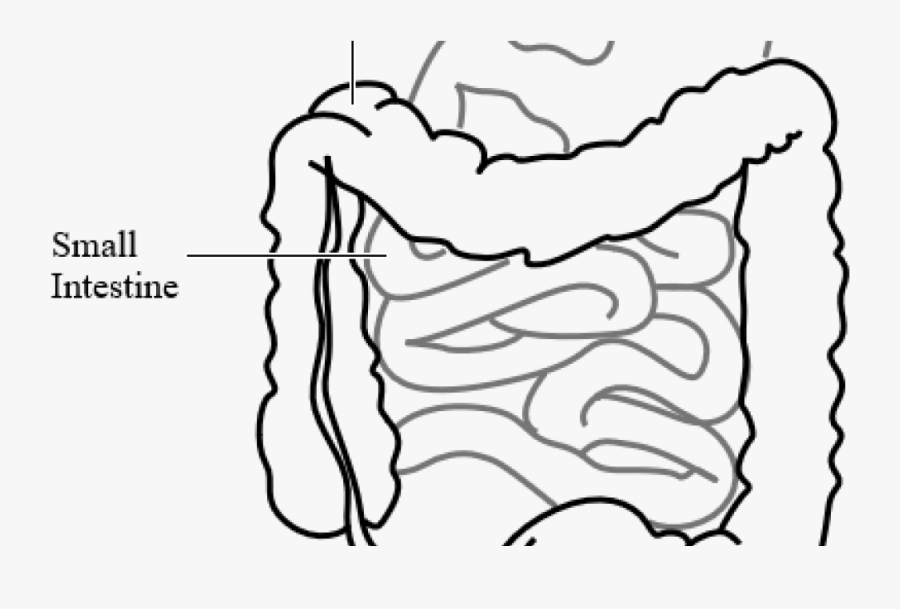 Small And Large Intestine Clipart, Transparent Clipart