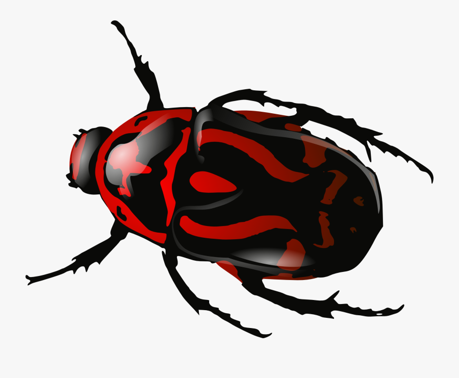 Bug Insect Beetle Black Red Png Image - Insect Png, Transparent Clipart