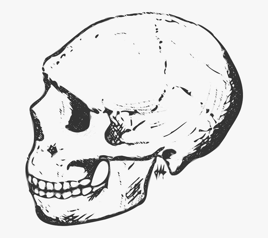 Human Skull Clipart Black And White, Transparent Clipart