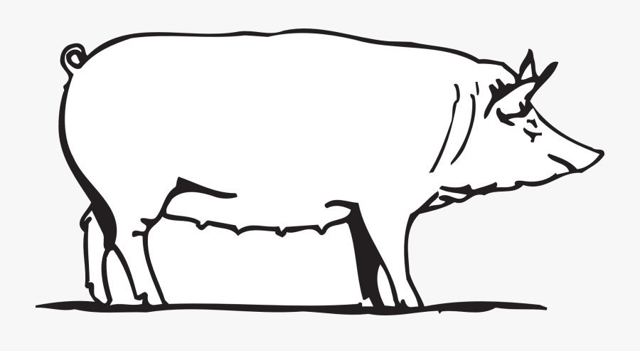 Pig Png Clipart Drawing , Free Transparent Clipart - ClipartKey
