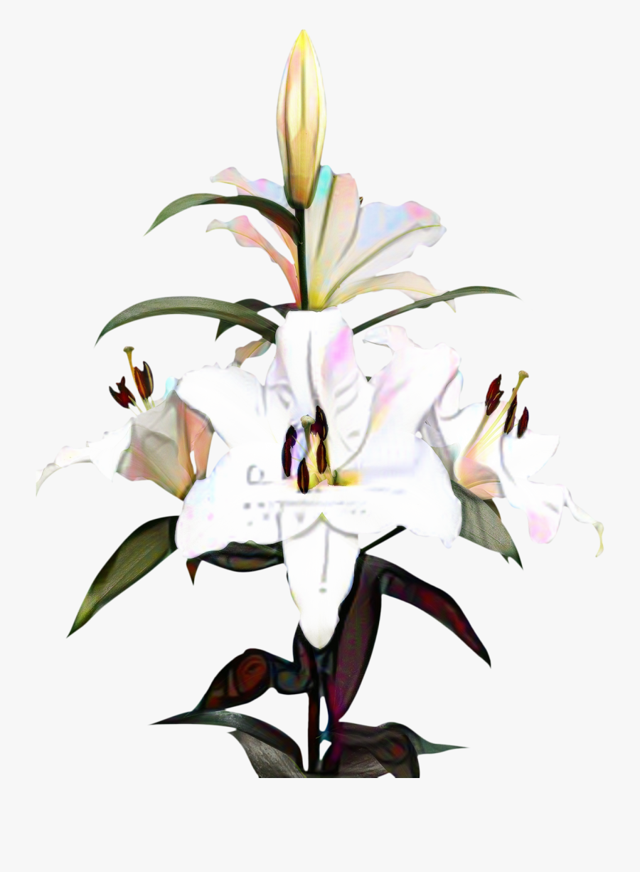 Portable Network Graphics Clip Art Madonna Lily Image - Bulb Lily Png, Transparent Clipart