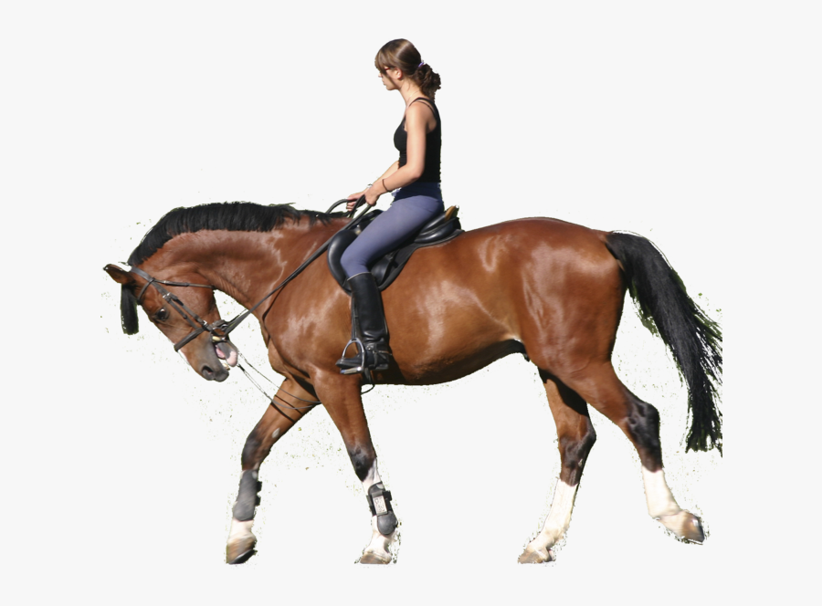 Horse Equestrian Clip Art Portable Network Graphics - Riding A Horse Png, Transparent Clipart