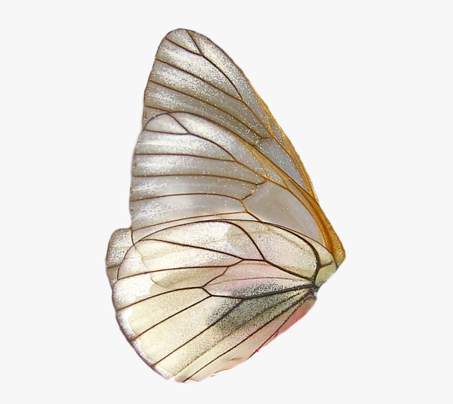 Butterfly Wing Png, Transparent Clipart