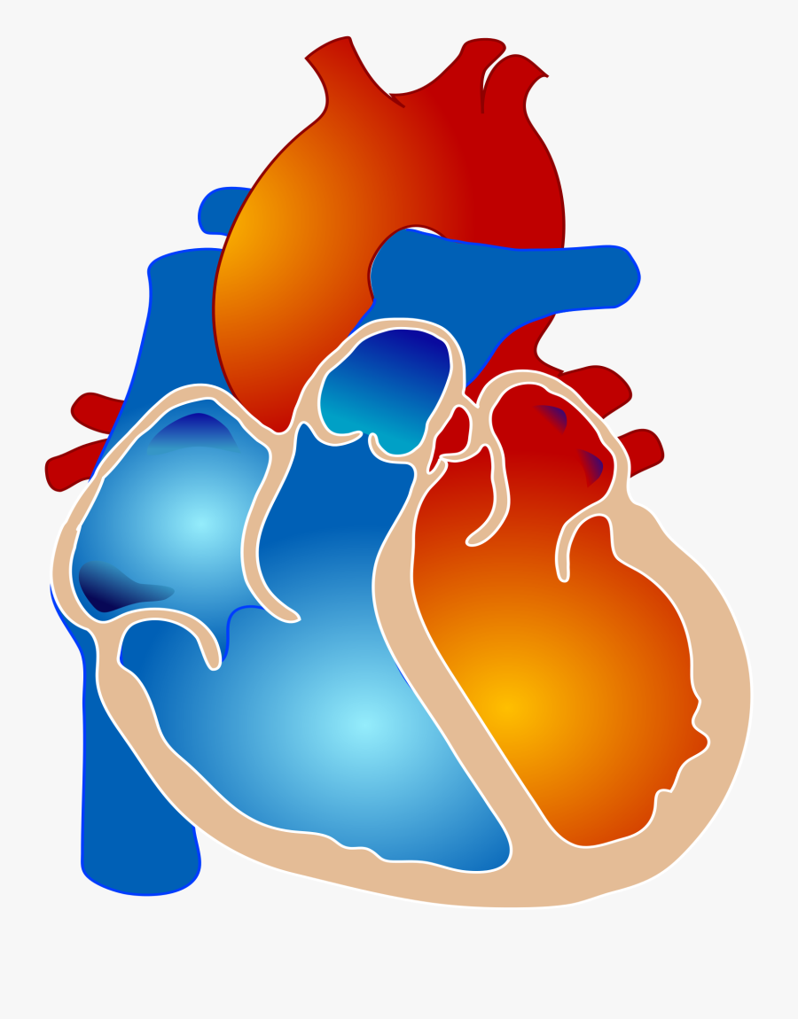 Pulmonary Atresia With Single Ventricle Clipart , Png - Born Half A Heart, Transparent Clipart